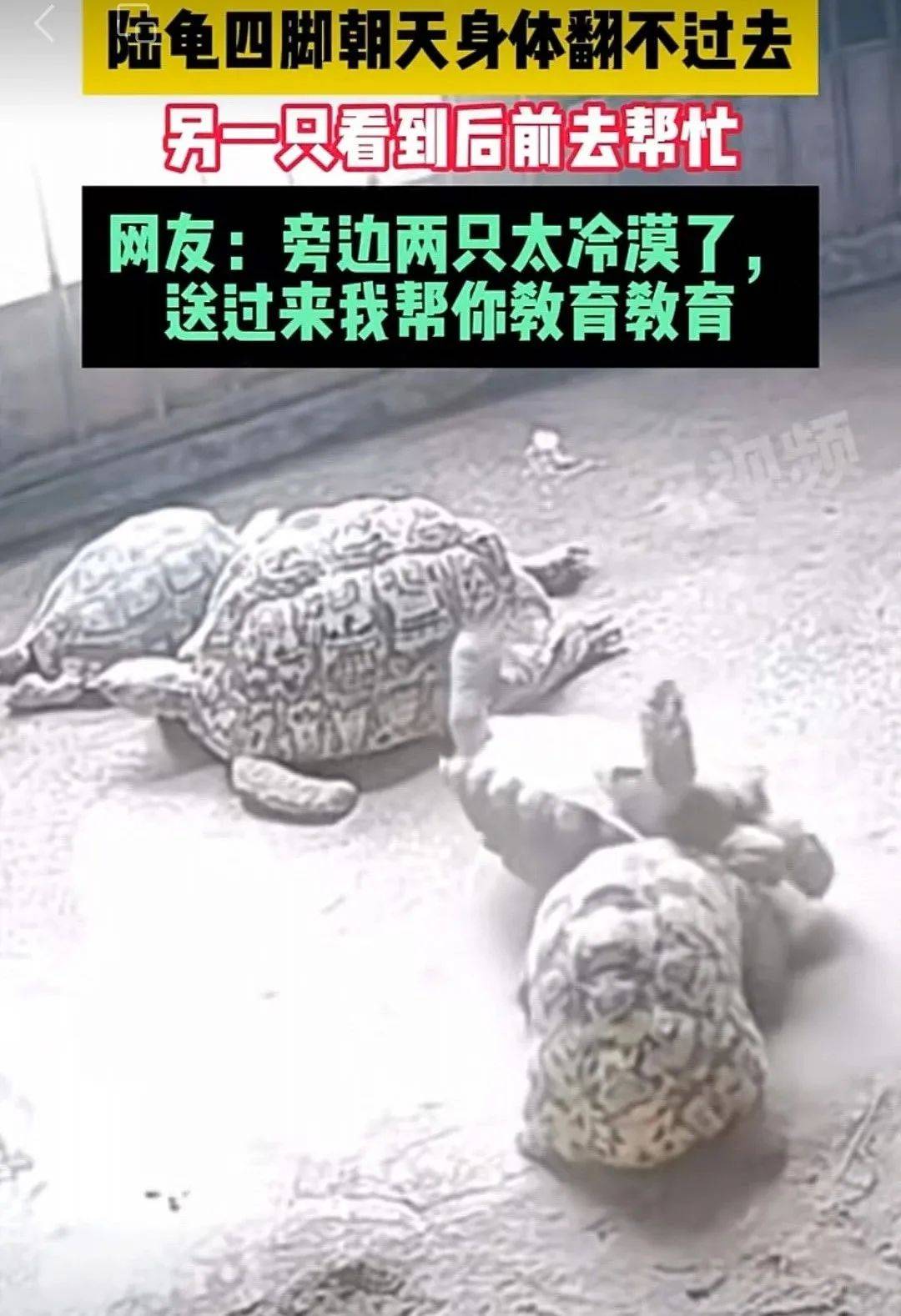 乌龟也会“拔刀相助”？龟龟之间的互助行为：是天生善良还是偶然事件？真相如你所料_搜狐网