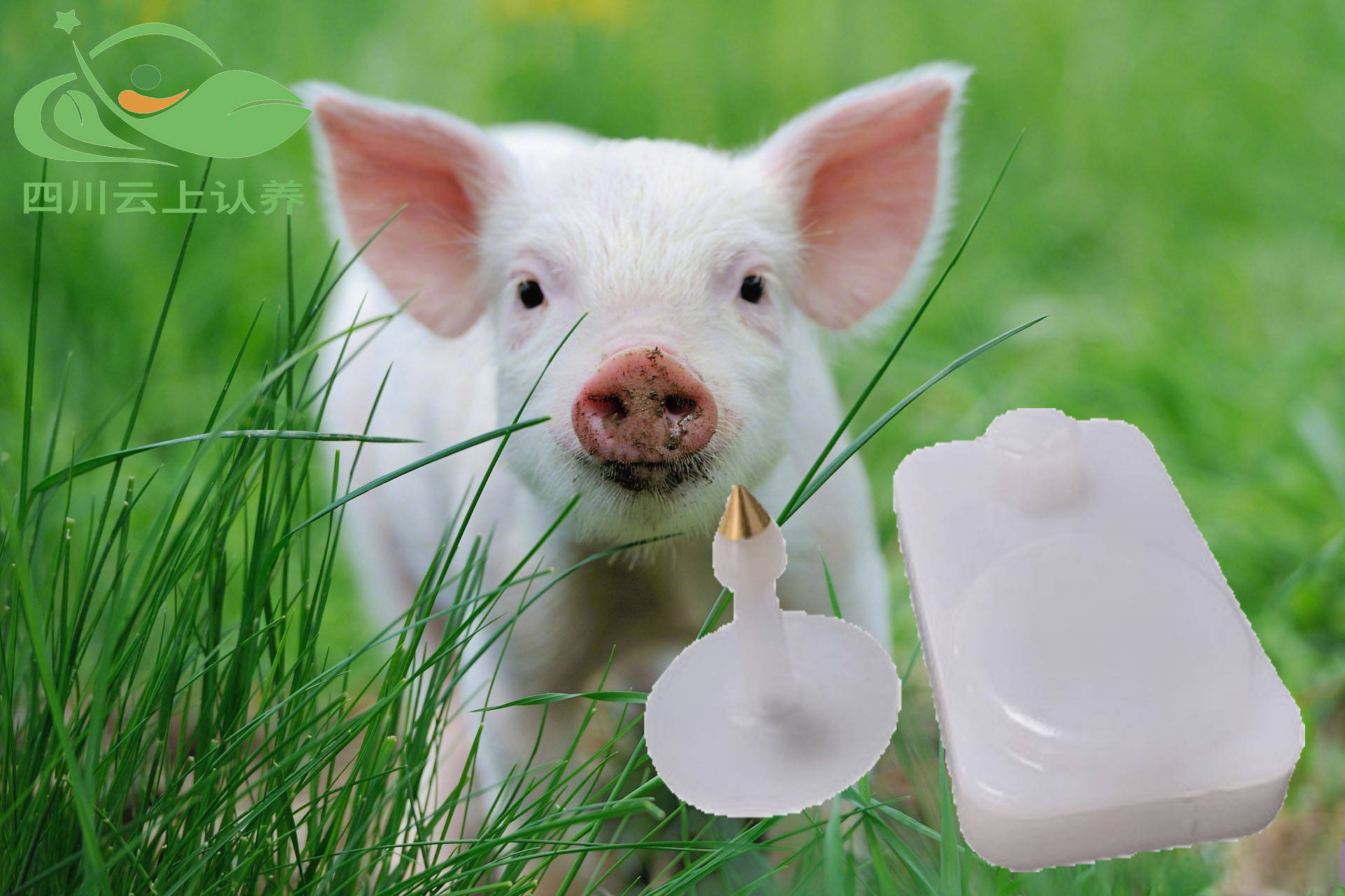 超度家畜的简单介绍