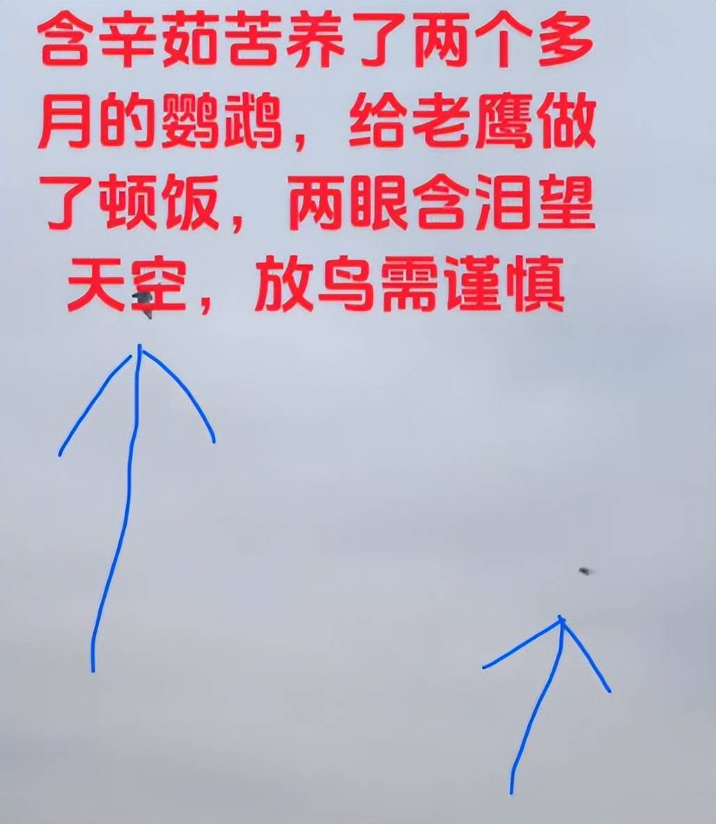 原创            河南男子带玄凤鹦鹉外出遛风，结果给老鹰加了餐，只能含泪望天空（玄凤鹦鹉能带出去玩吗）
