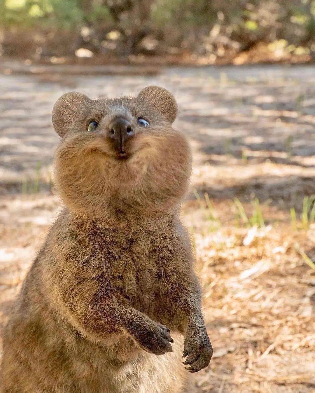 地球上最快乐的萌物——短尾矮袋鼠，笑容治愈力MAX！_搜狐网, image size:1080x1347