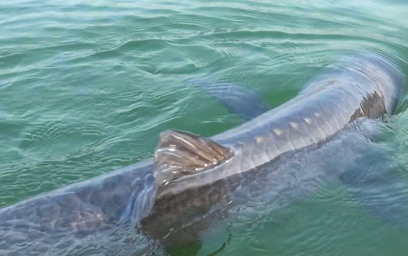 湖北男子13888甩卖百斤青鱼王,网友急了:抠石头净赚3万!