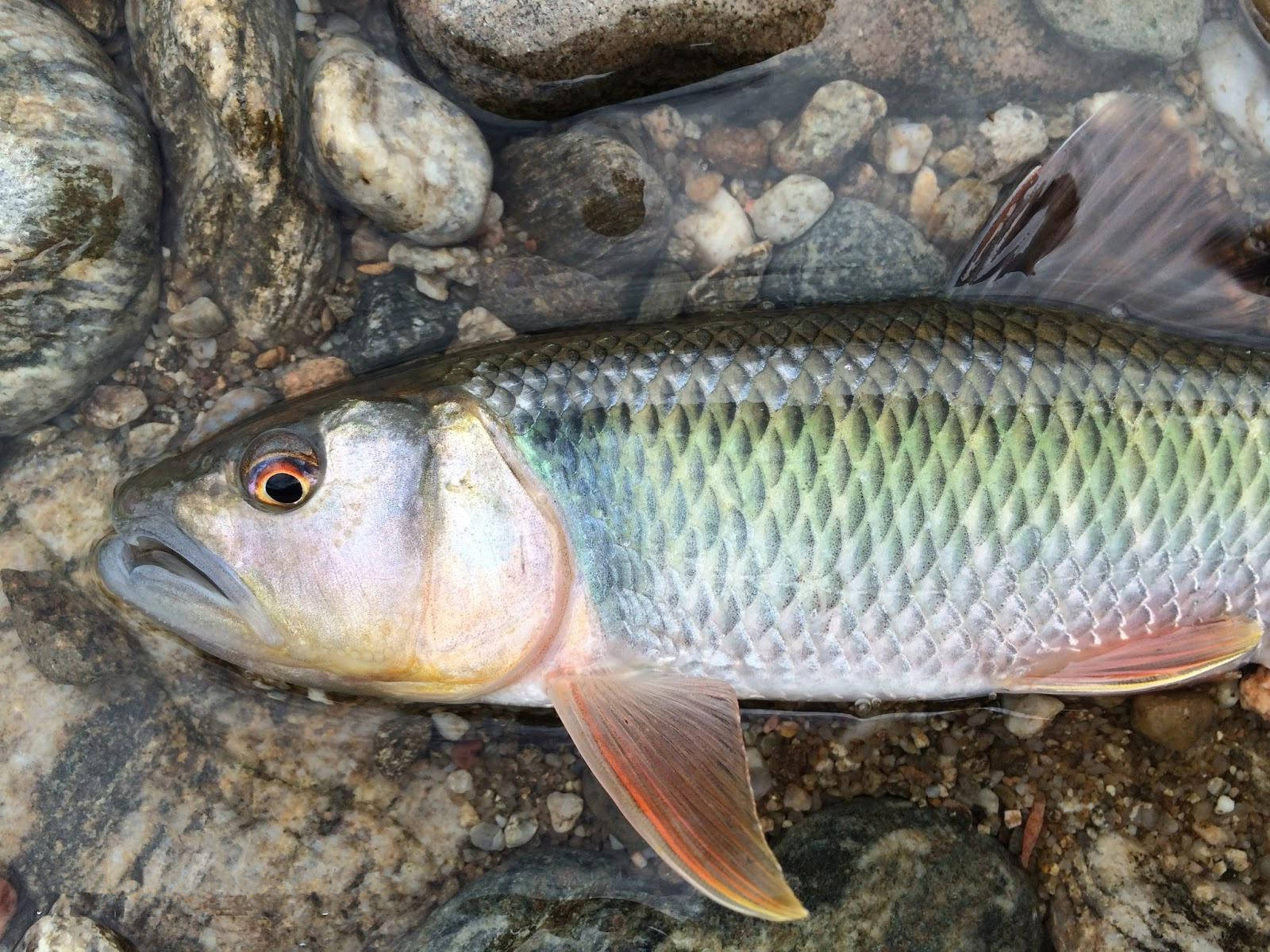 中国 "十大好吃" 的淡水鱼,鳜鱼青鱼上榜,好吃的鱼果然不常见