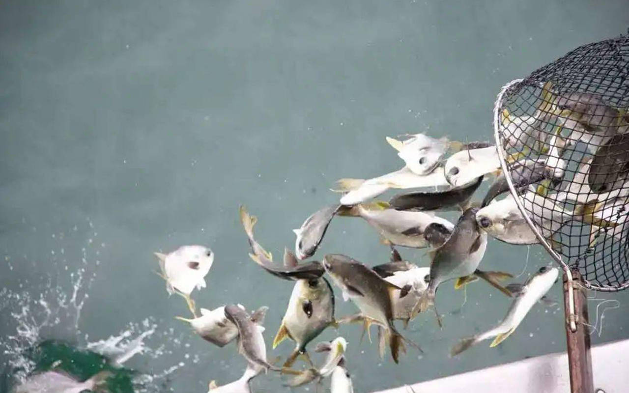 原创            放生鲇鱼变杀戮，2万斤放生鲇鱼死亡，臭气冲天，谁之过？ 有人放生鲇鱼死了一片，鲇鱼和鲶鱼，是一个品种么？（放生放鲶鱼代表什么意思）
