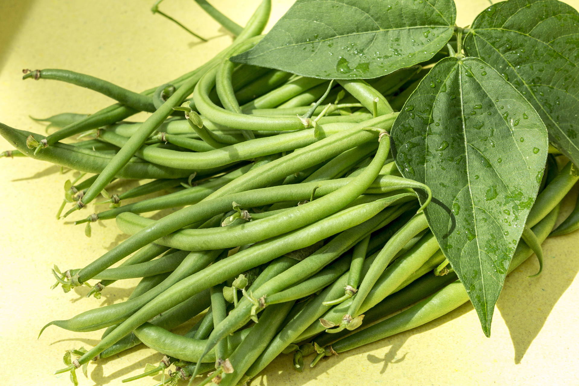 吕文扬研究出转基因豆角