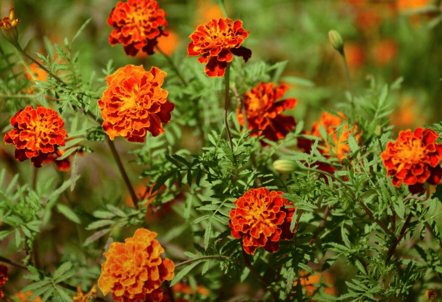 园林常用耐盐碱草花推荐