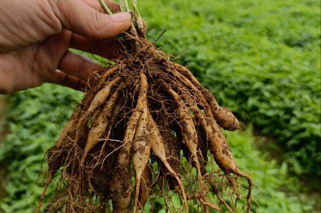 一年亩收入5万的药材(一年亩收入5万的药材种植成本是多少?)