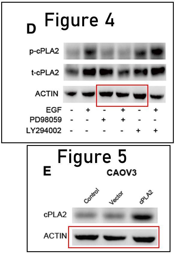 复旦大学附属妇产科医院的两篇论文被质疑,因重复使用wb图印迹
