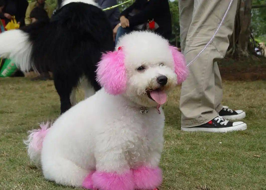 四季贵宾犬的日常全解析（四季贵宾怎么办理）