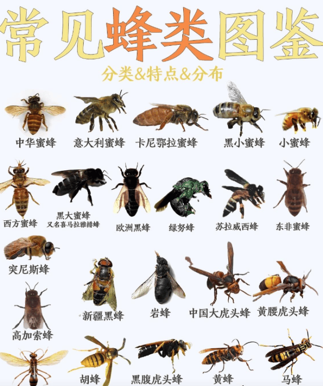 我国常见十大名蜂，你家乡的蜜蜂是哪种？（中国蜜蜂排名）