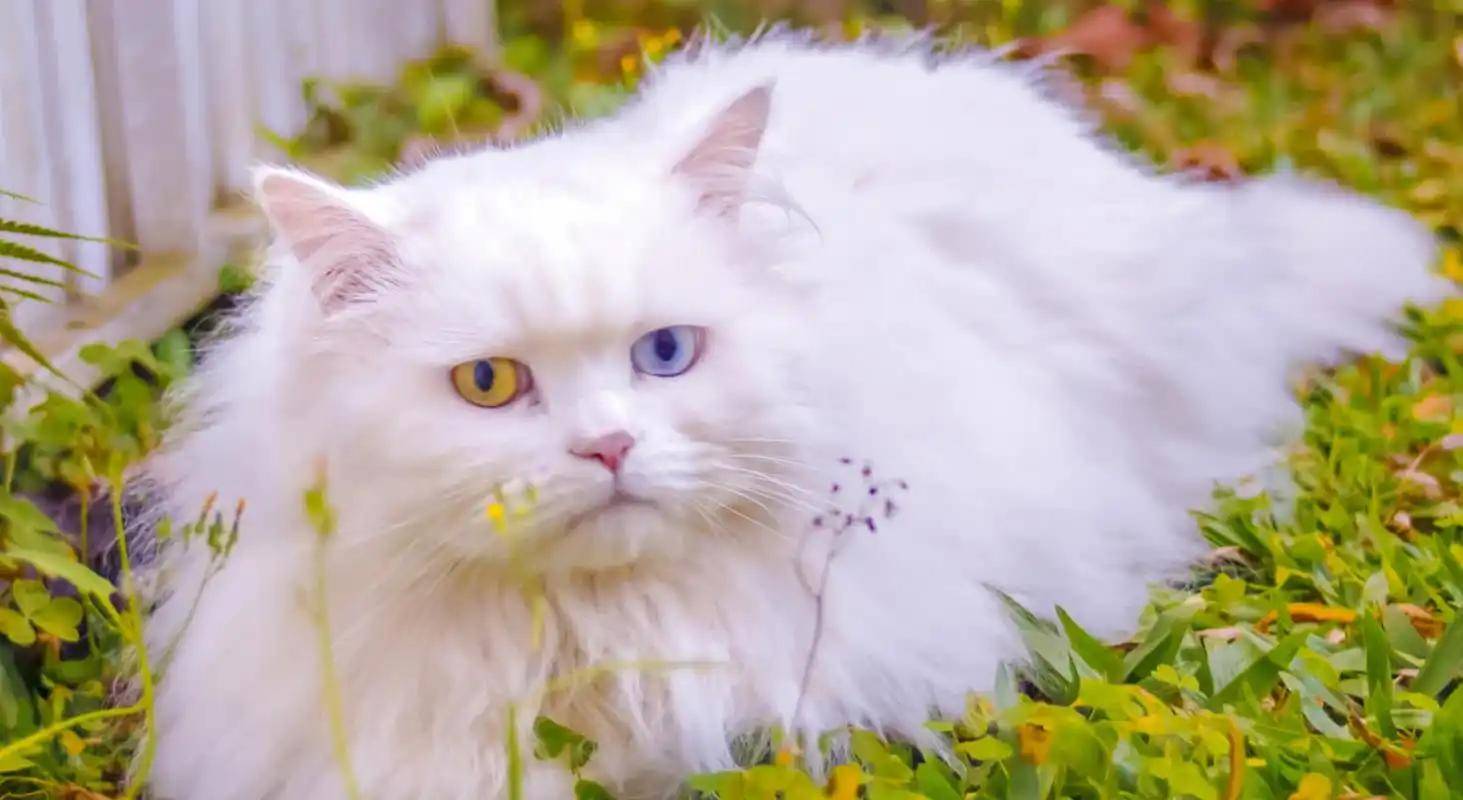 狮子猫吃什么猫粮好？记住这几招就好了！（狮子猫应该吃什么样的猫粮）