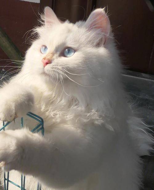 狮子猫吃什么猫粮好？记住这几招就好了！（狮子猫应该吃什么样的猫粮）