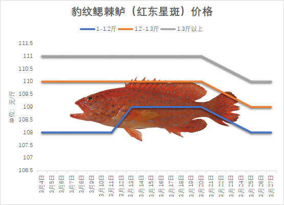珍珠斑价格一览表
