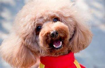 贵宾犬的特点与选取要点（贵宾犬种类有哪些?有哪些特点?）