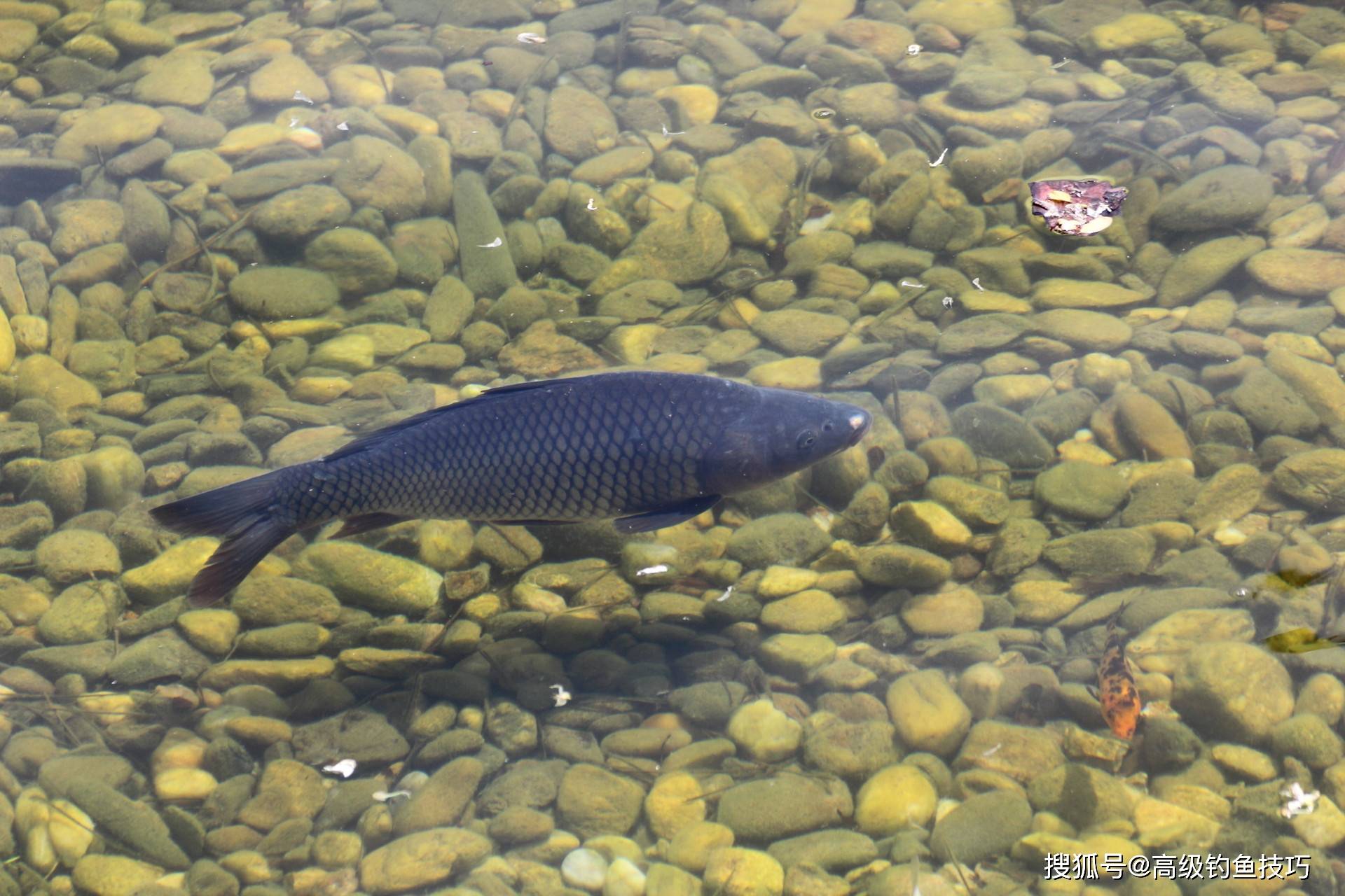 春季鲤鱼可以钓浅水的4个标志