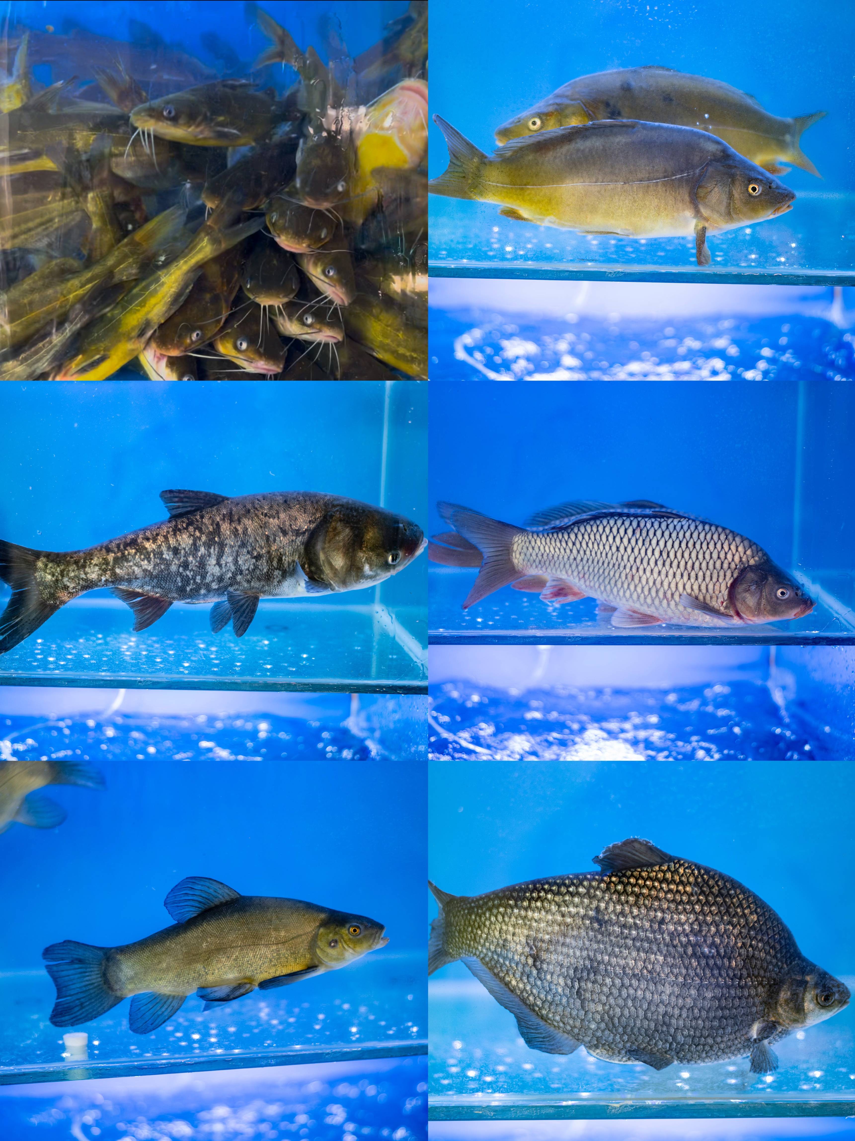昆明首家!滇蜀鱼庄:赴一场鱼鲜与星空的浪漫之约!