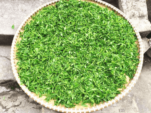 土法制作坚持60年 陶舍龙高山土茶香四方(图5)