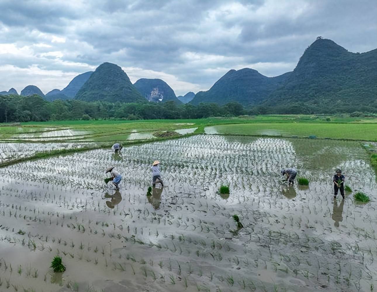 湖南插秧与广西抛秧:哪种种植方式产量高,收益大?
