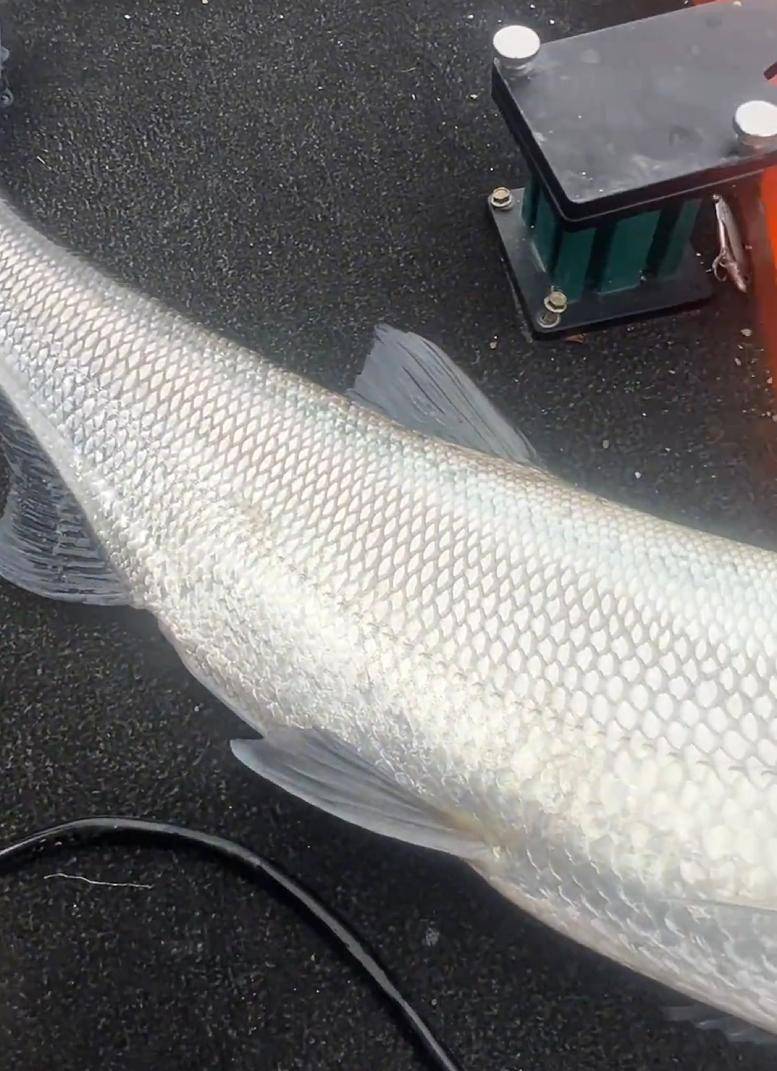 按理来说,翘嘴鱼如此体型,如果不遇到像六七十斤重