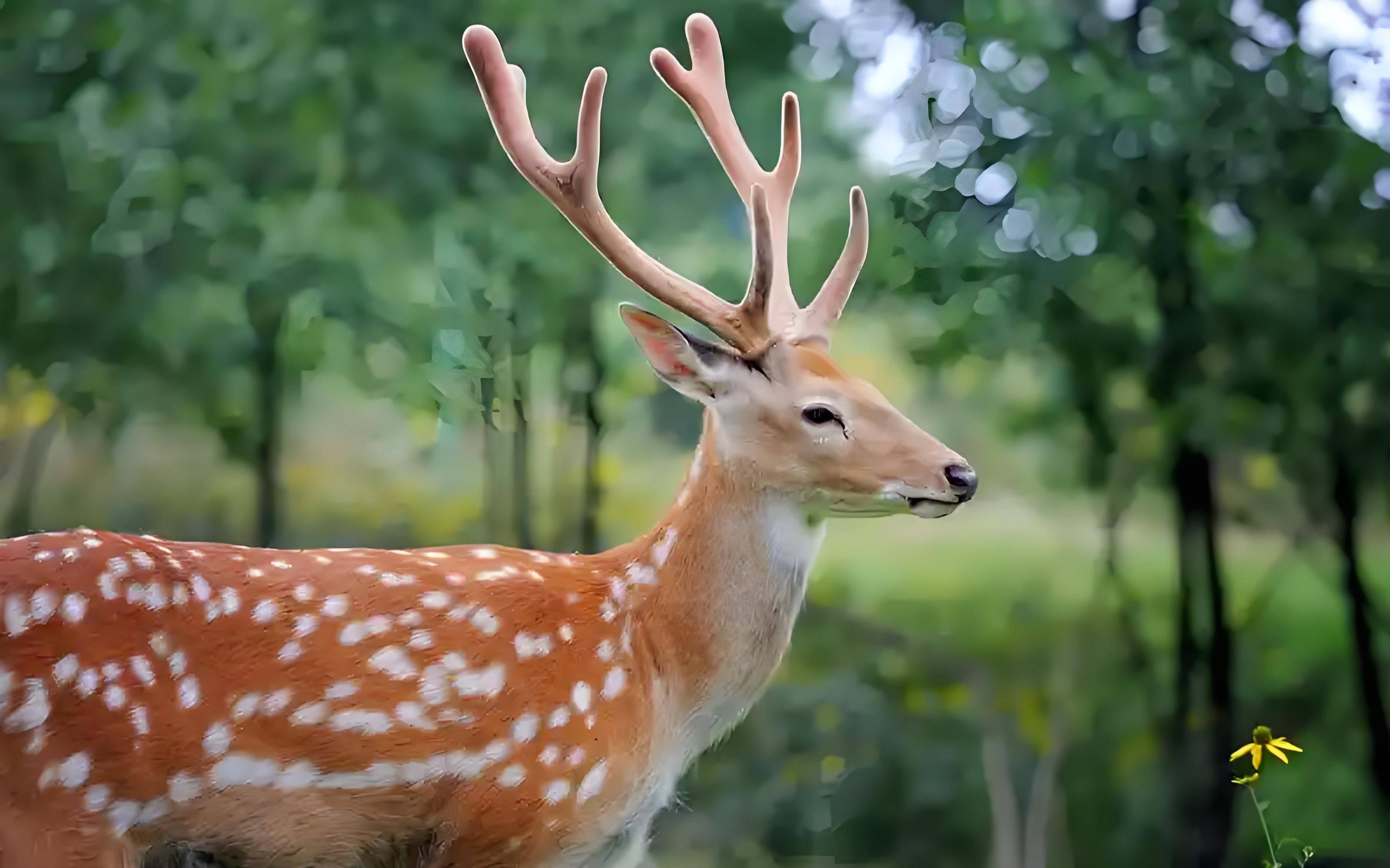 多年前,他投身梅花鹿养殖行业,从养殖技术钻研到鹿群科学管理,他全身