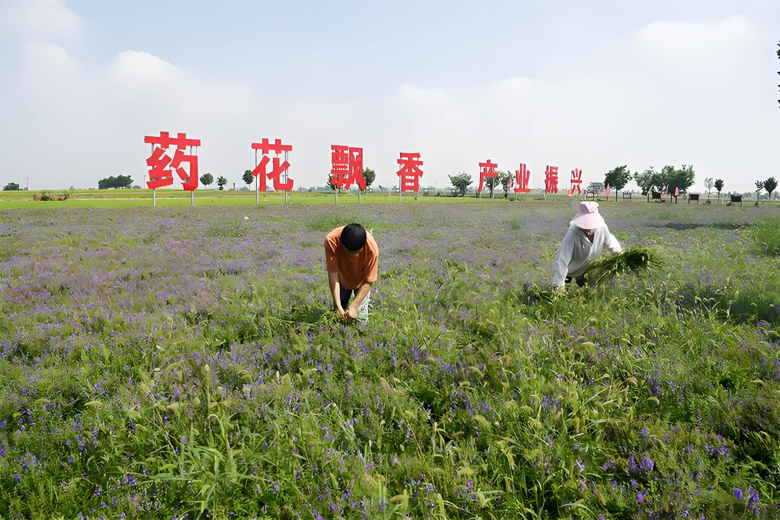 药材种植新引擎! 2025"黑松土活化肥"粮王大赛中药材专场闻喜启动