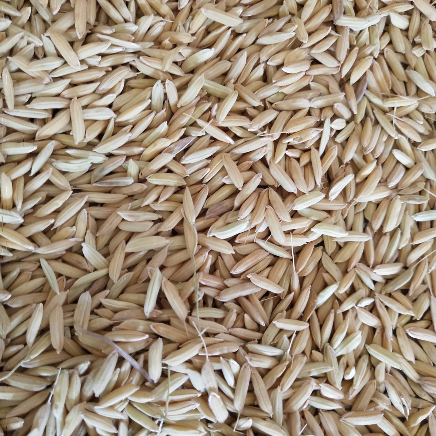 如何挑选优质水稻种子?一文全讲清楚