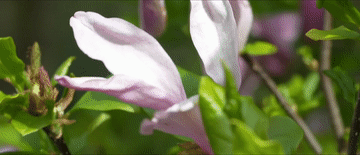 xi jinping的故事和外国朋友｜花朵盛开，树木总是