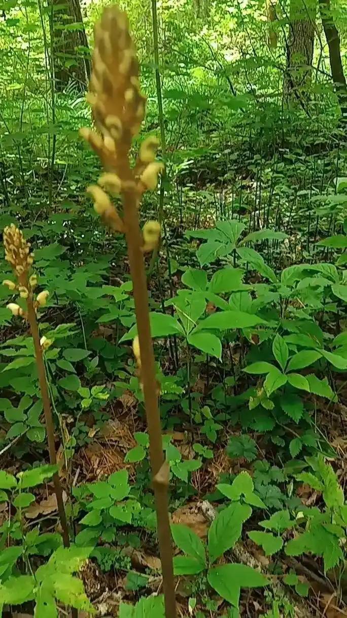 植物文化：一种生活的艺术