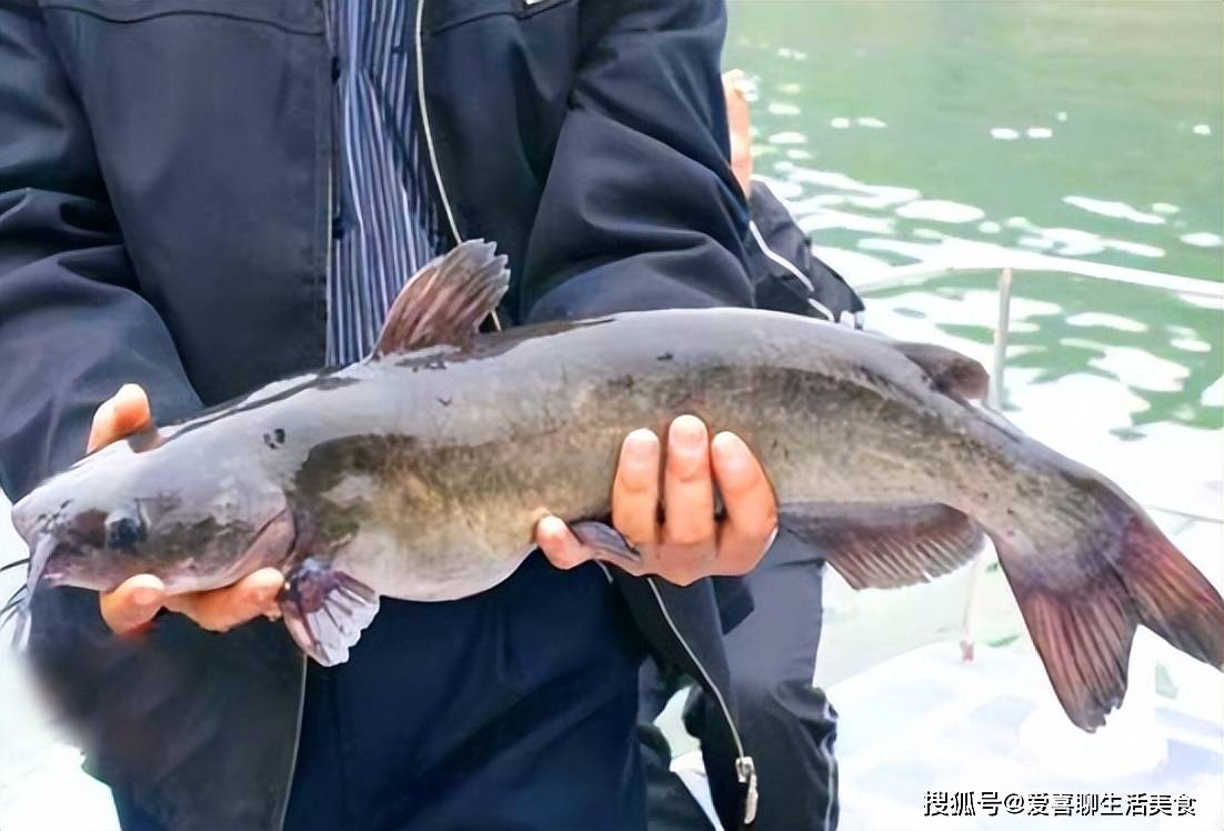 鮰鱼VS鲶鱼,很多人傻傻分不清,其实它们有很多区别,关键在这里!_含量_生活_方式