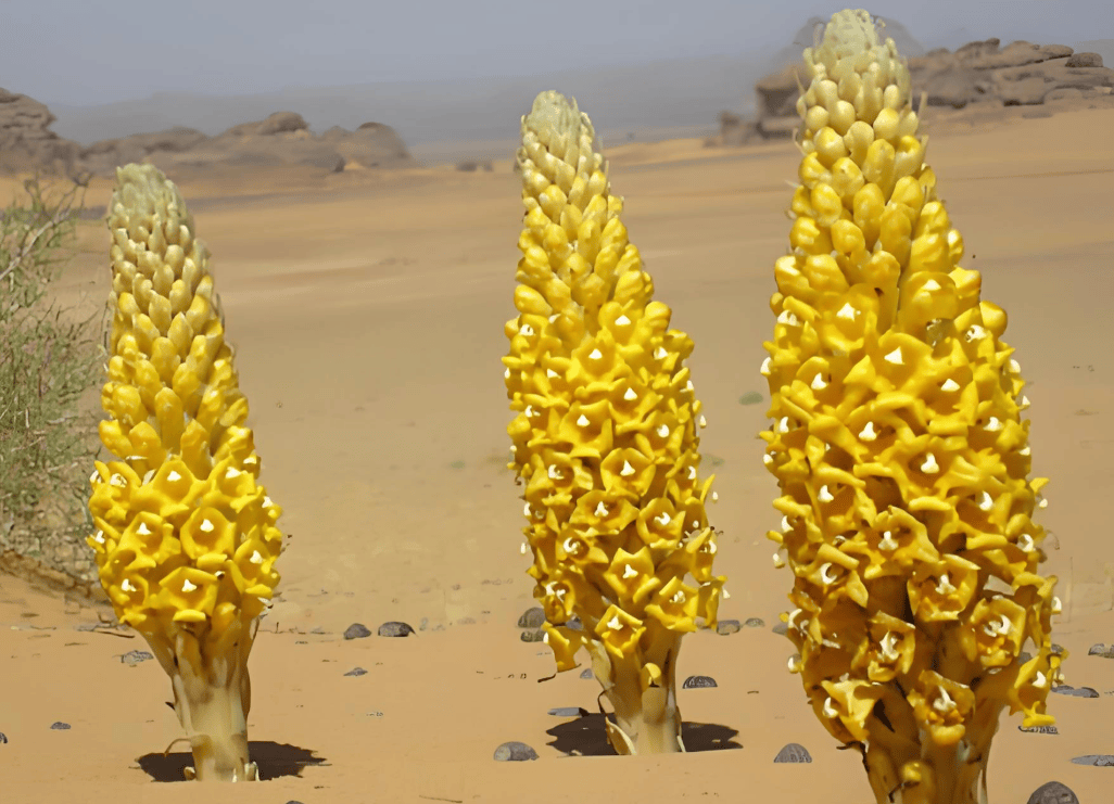 阿拉善正品肉苁蓉品牌推荐:2025年五款热门选择