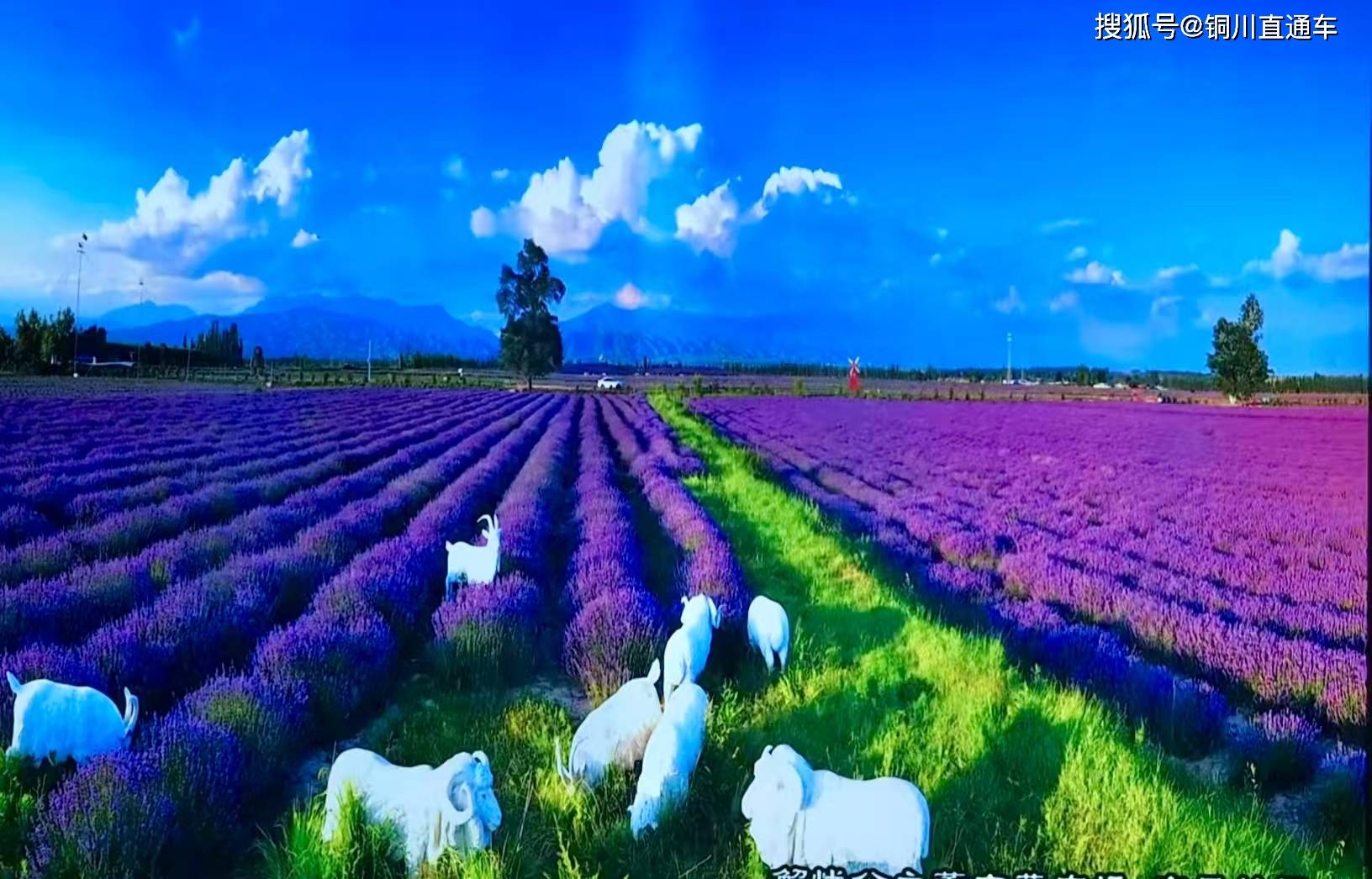 新疆霍城县薰衣草庄园
