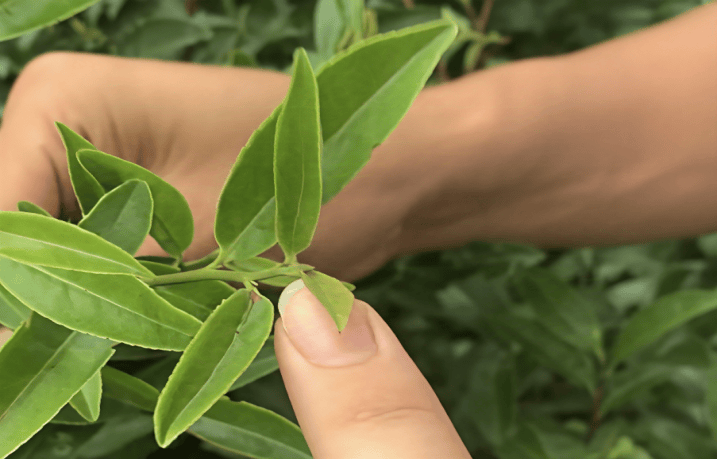 林间茶，云上梦：一片小叶野茶的有机之路与乡土之志__林间茶，云上梦：一片小叶野茶的有机之路与乡土之志