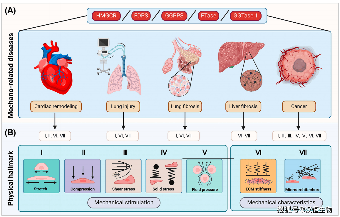 蛋白质翻译后修饰