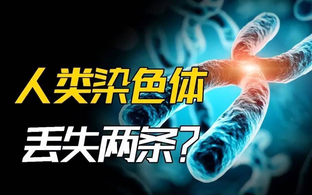 深度科普：为何人类比猿少两条染色体？难道进化论错了？