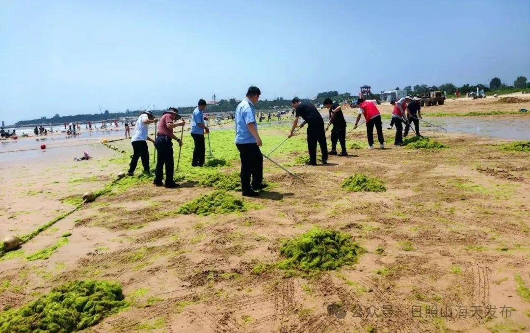 浒苔清理攻坚战！日照山海天全员上阵合力守护“金沙滩” (图3)