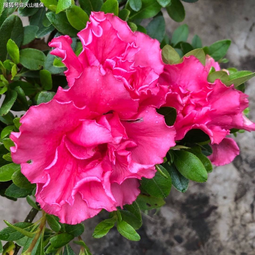 丹东红杜鹃:花中瑰宝的优劣之辨