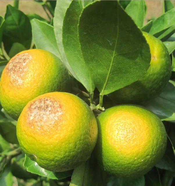 天然芸苔素:高温暴晒柑橘日灼果严重怎么办?这些措施减少损失