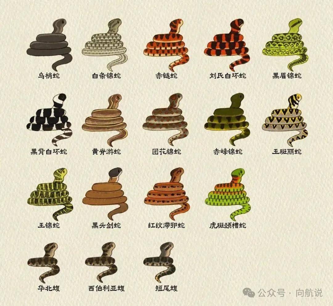 看似成群的麻雀,其实天敌并不少