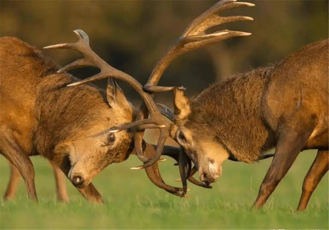 两头公鹿使劲用犄角顶对方,鹿角在猛烈撞击中嵌套,成了"连体鹿",不能