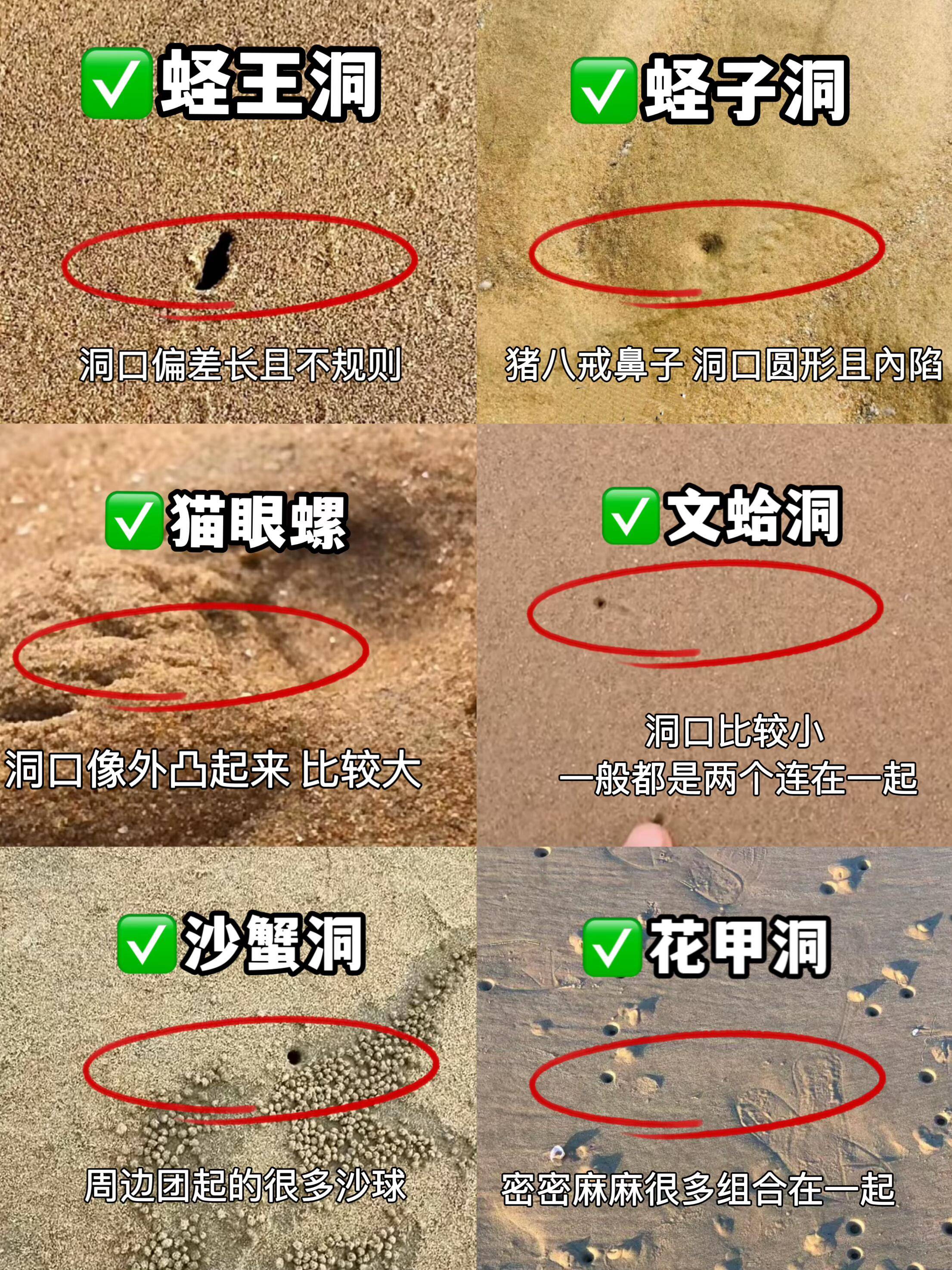 日照赶海6️大技能,旅行必备