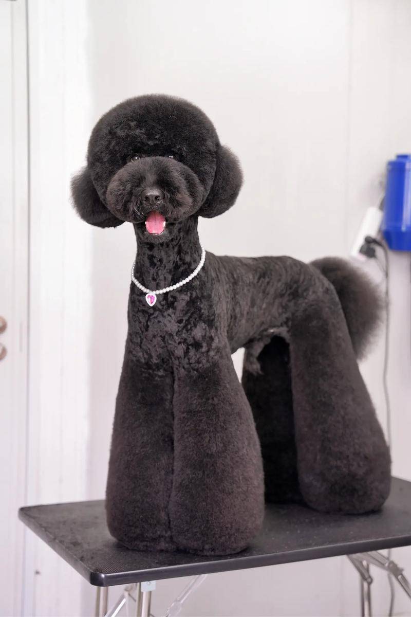 想要巨贵长肉吃什么狗粮?什么牌子的狗粮好?