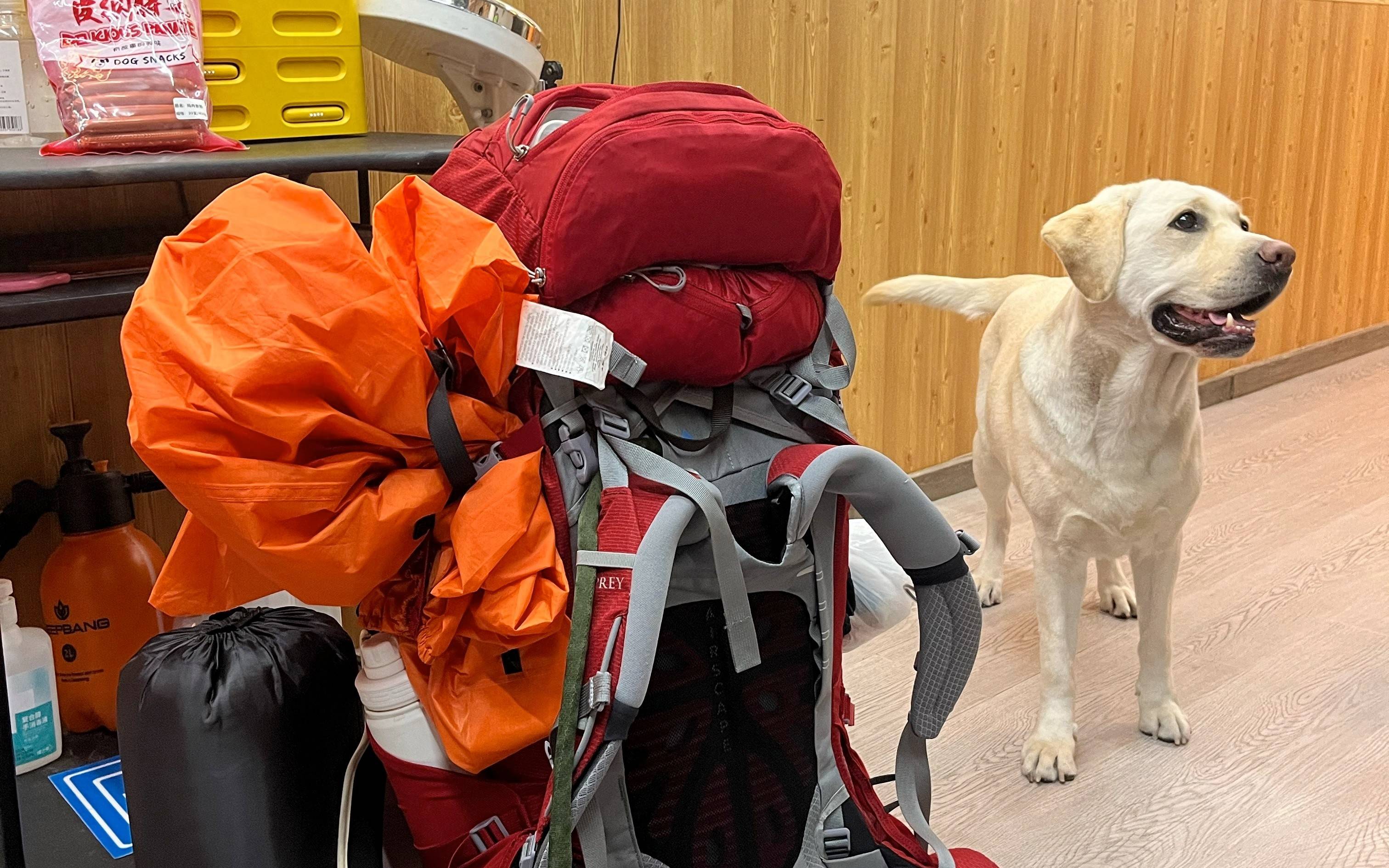 盲人带导盲犬登泰山反遭网暴？当事人含泪回应：我们只是渴望被理解，也想看看世界！