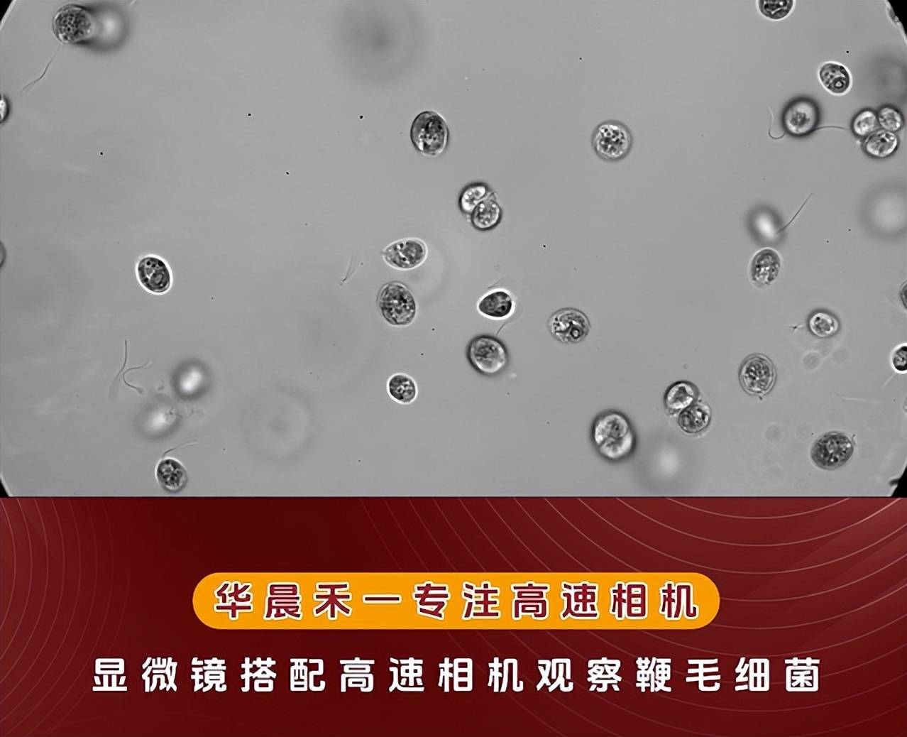 摄像机与高分辨率显微镜协同应用,为鞭毛运动研究提供了新的技术路径