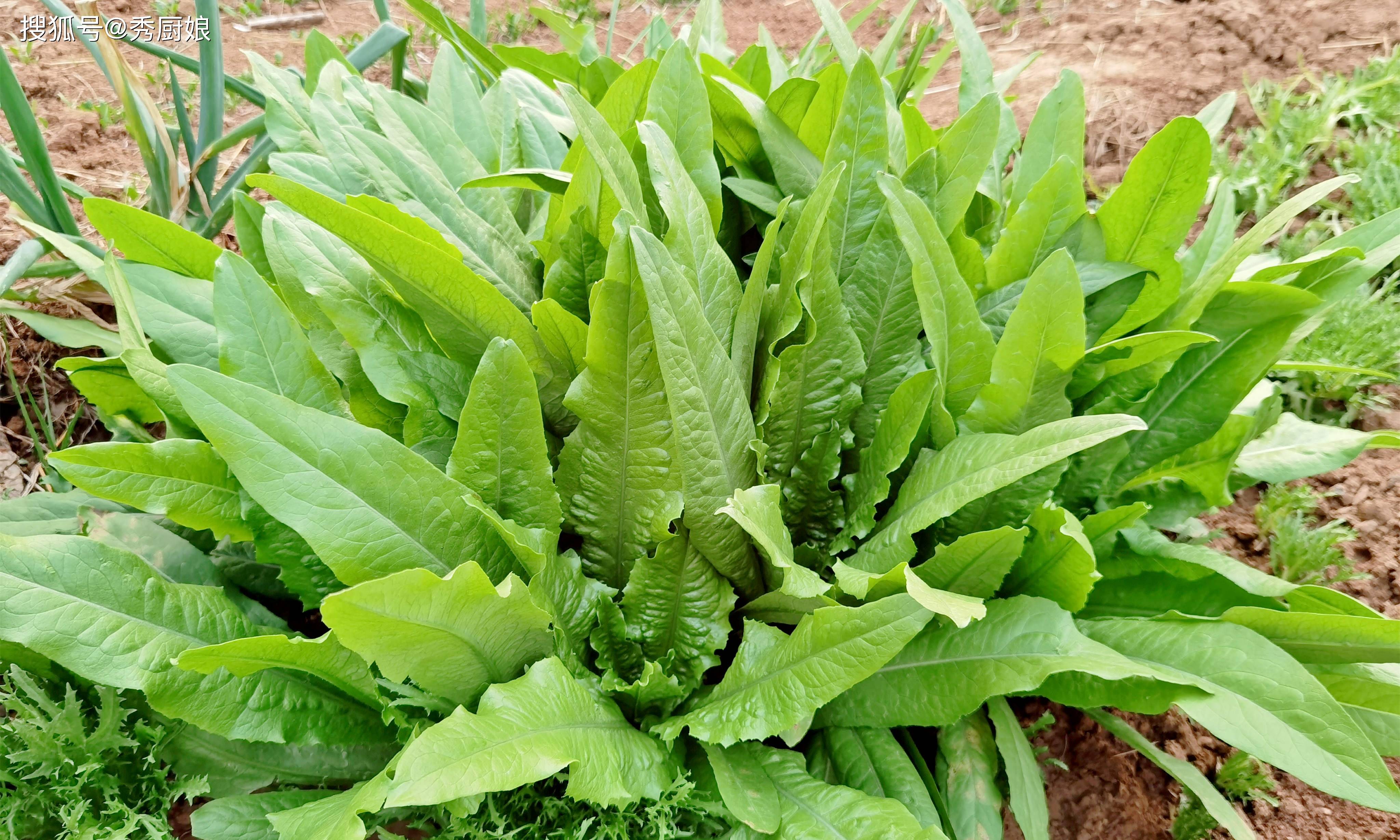 “ 3种蔬菜的3种类型”特别适合肺部，建议在秋天吃更多，以便每个人都能负担