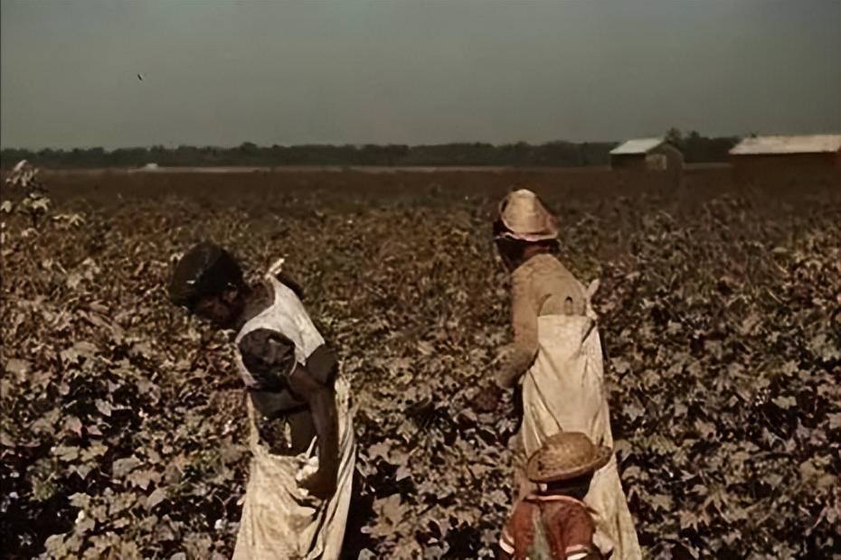 女黑奴的双面性,棉花地里的采摘机器,奴隶主的繁衍工具