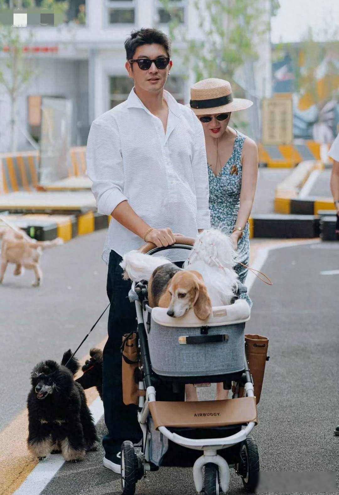 杜江夫妇带珍珠阿那亚参加犬展霍思燕戴大金表鼻头变大富态了
