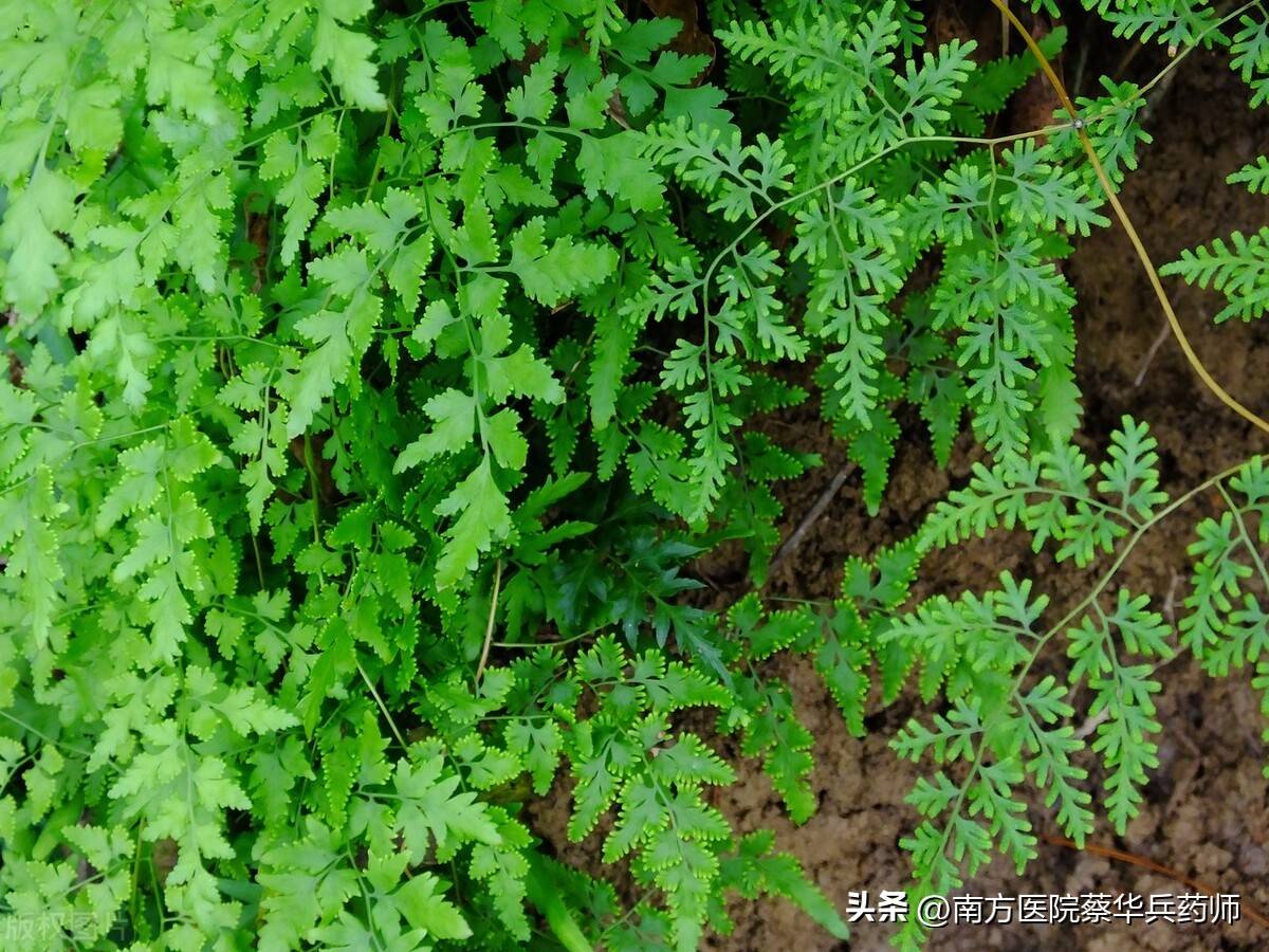 一味利尿通淋的中药:清膀胱湿热,止尿道疼痛