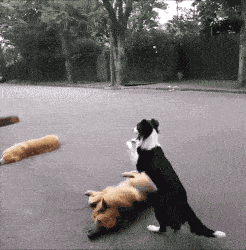 搞笑GIF：姑娘，你在这39°的天气穿裙子骑共享电动车，会不会有点？