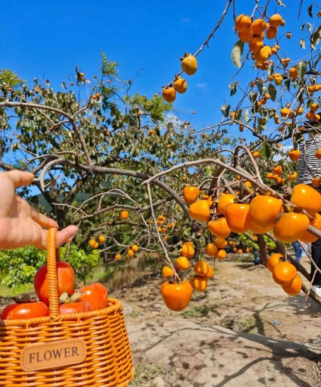 【广州三大秋色】11月15日丨上罗千亩柿子海+艾米稻香小镇+罗洞工匠小镇