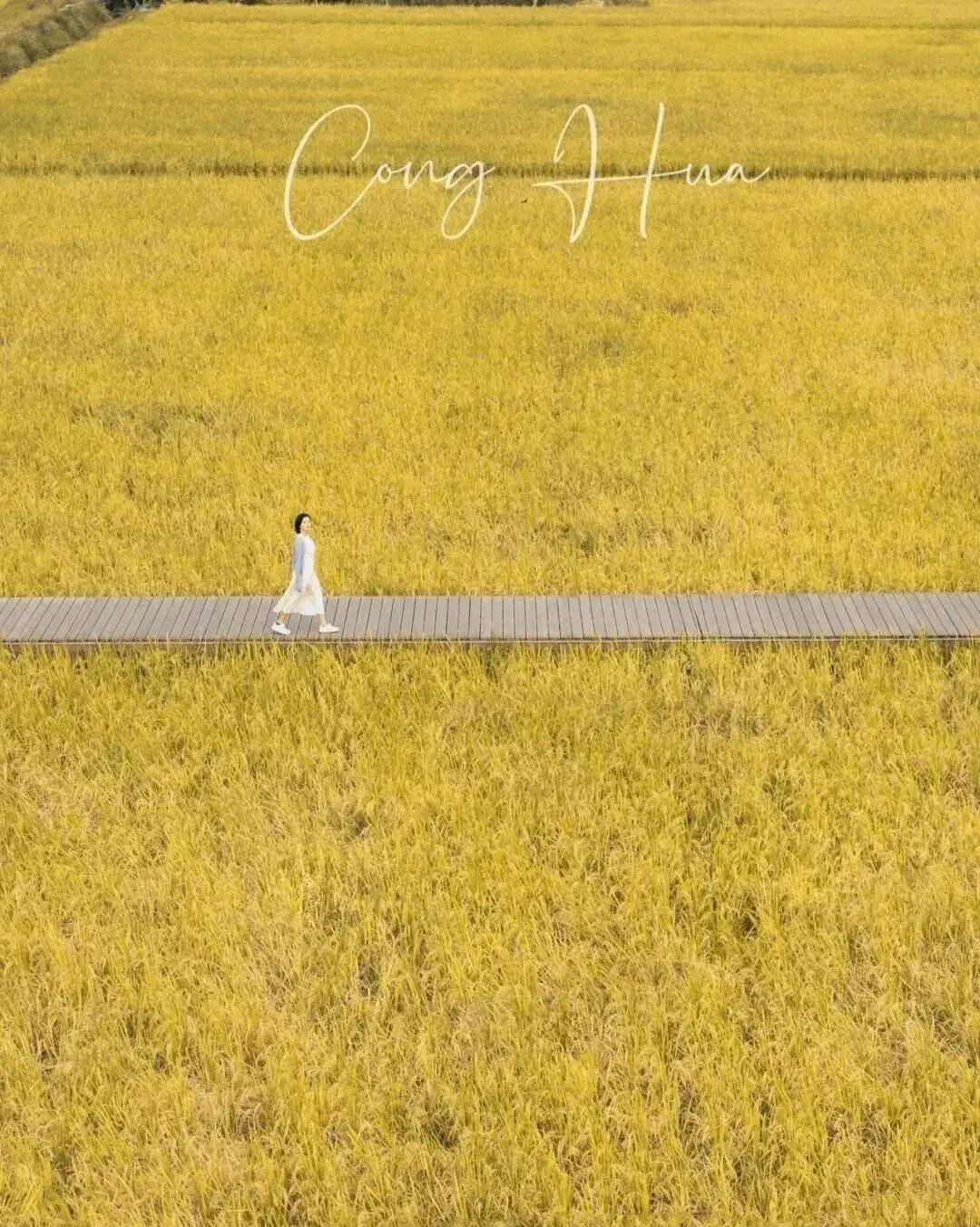 【广州三大秋色】11月15日丨上罗千亩柿子海+艾米稻香小镇+罗洞工匠小镇