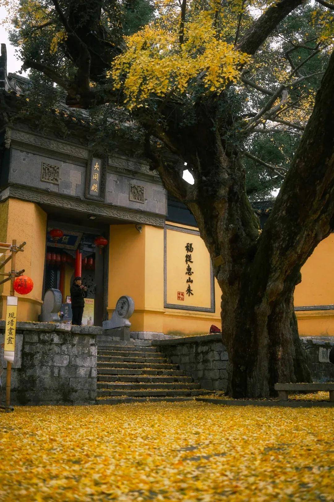 银杏开始变黄650年来这棵银杏一直没结过果但43年前却结出7粒白果